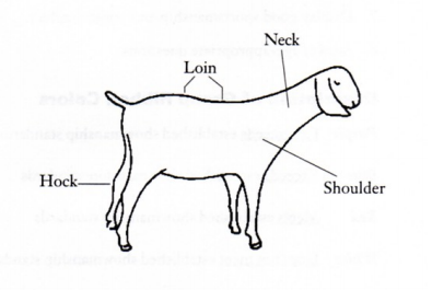 Diagram of meat goat body parts.